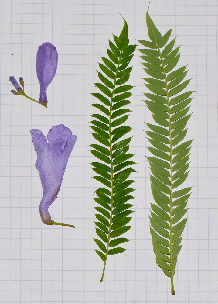Image of Jacaranda mimosifolia specimen.