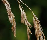 Festuca