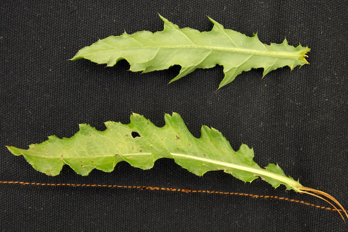 Изображение особи Cirsium setosum.