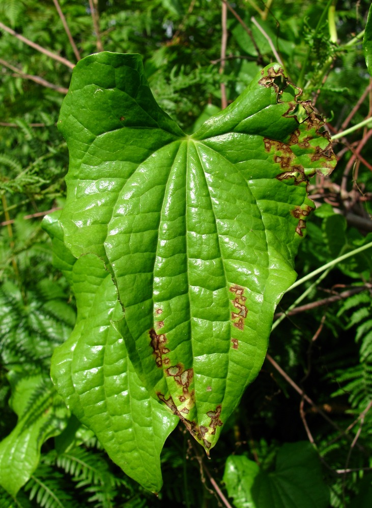 Image of Tamus communis specimen.