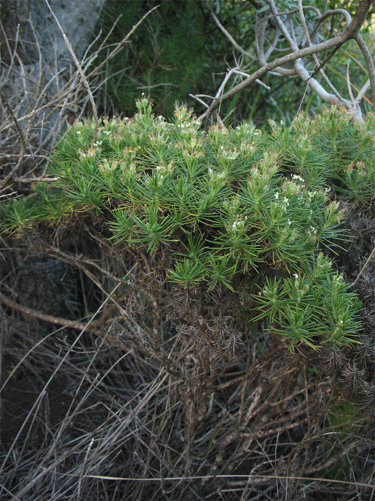 Изображение особи Plantago arborescens.