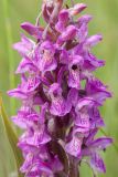 Dactylorhiza incarnata