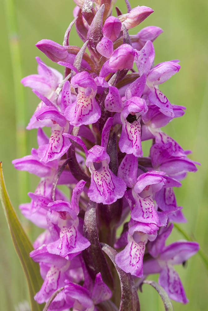 Изображение особи Dactylorhiza incarnata.