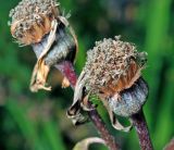 Ligularia dentata. Соплодие. Московская обл., Раменский р-н, окр. дер. Хрипань, садовый участок. 24.09.2015.