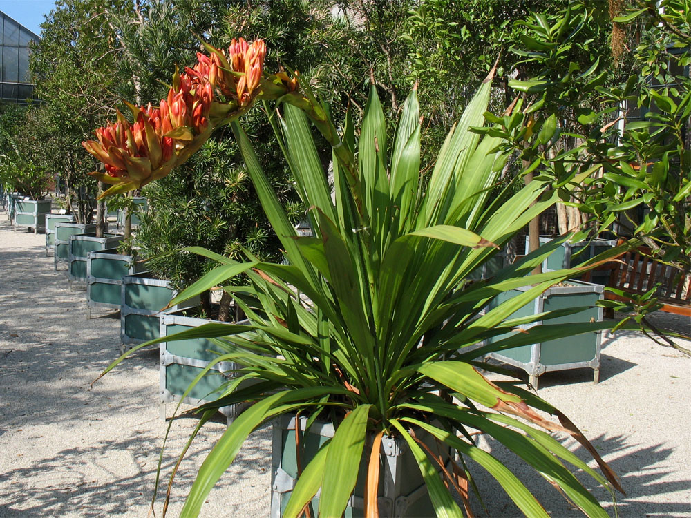 Image of Doryanthes palmeri specimen.