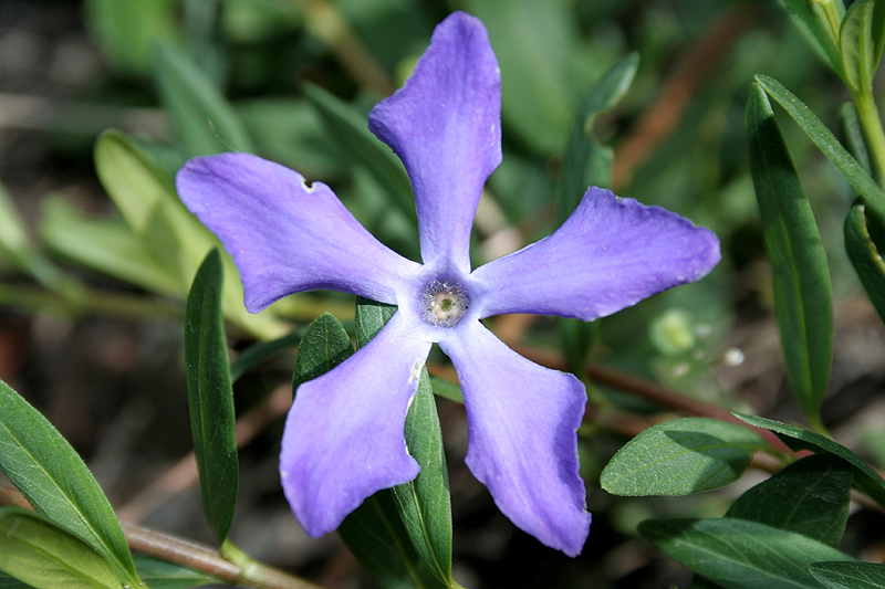 Изображение особи Vinca herbacea.