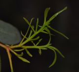 Image of taxon representative. Author is Татьяна Мальчинская