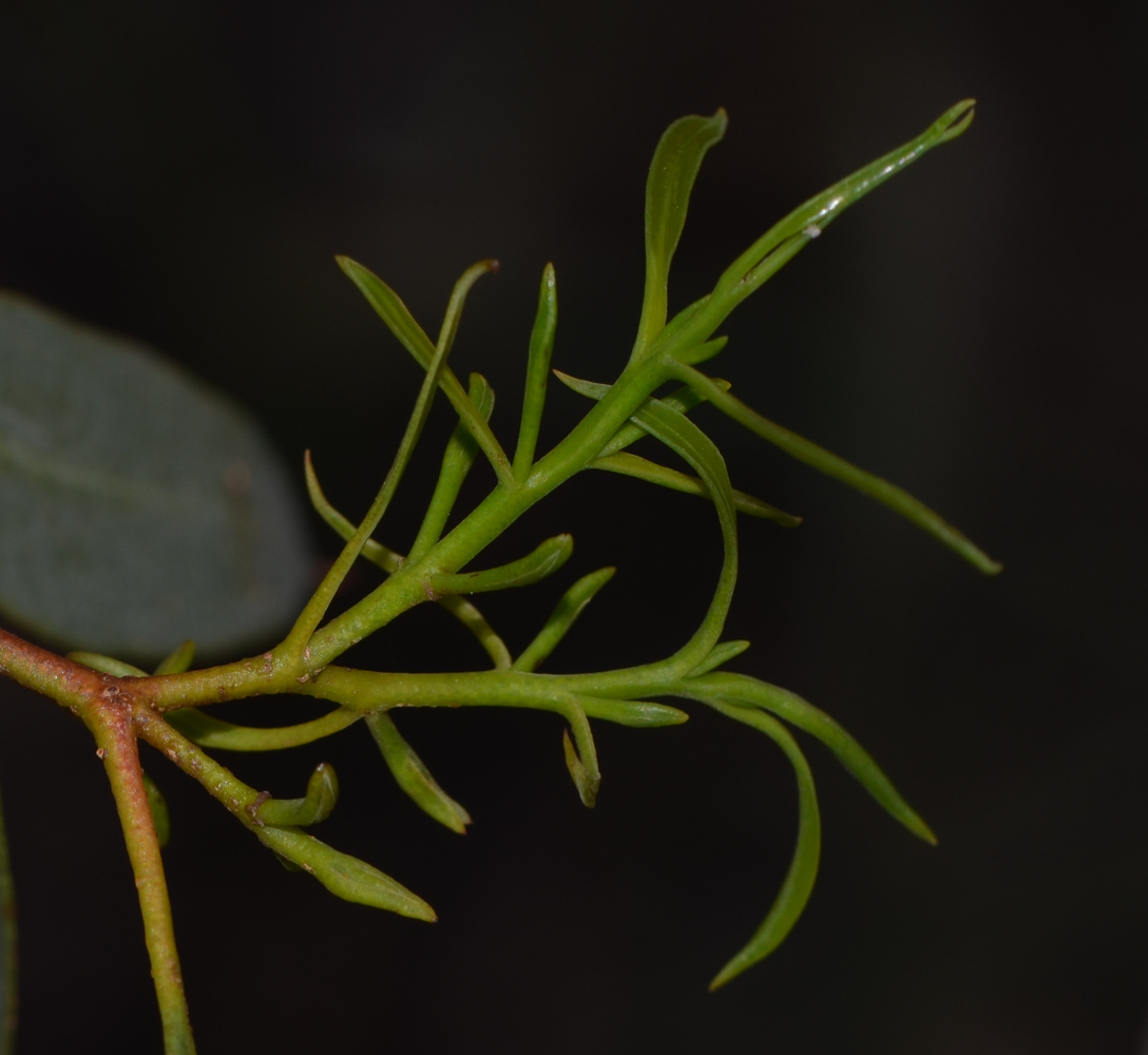 Изображение особи Eucalyptus leucoxylon.