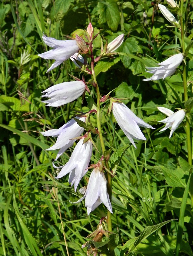 Image of Campanula latifolia specimen.