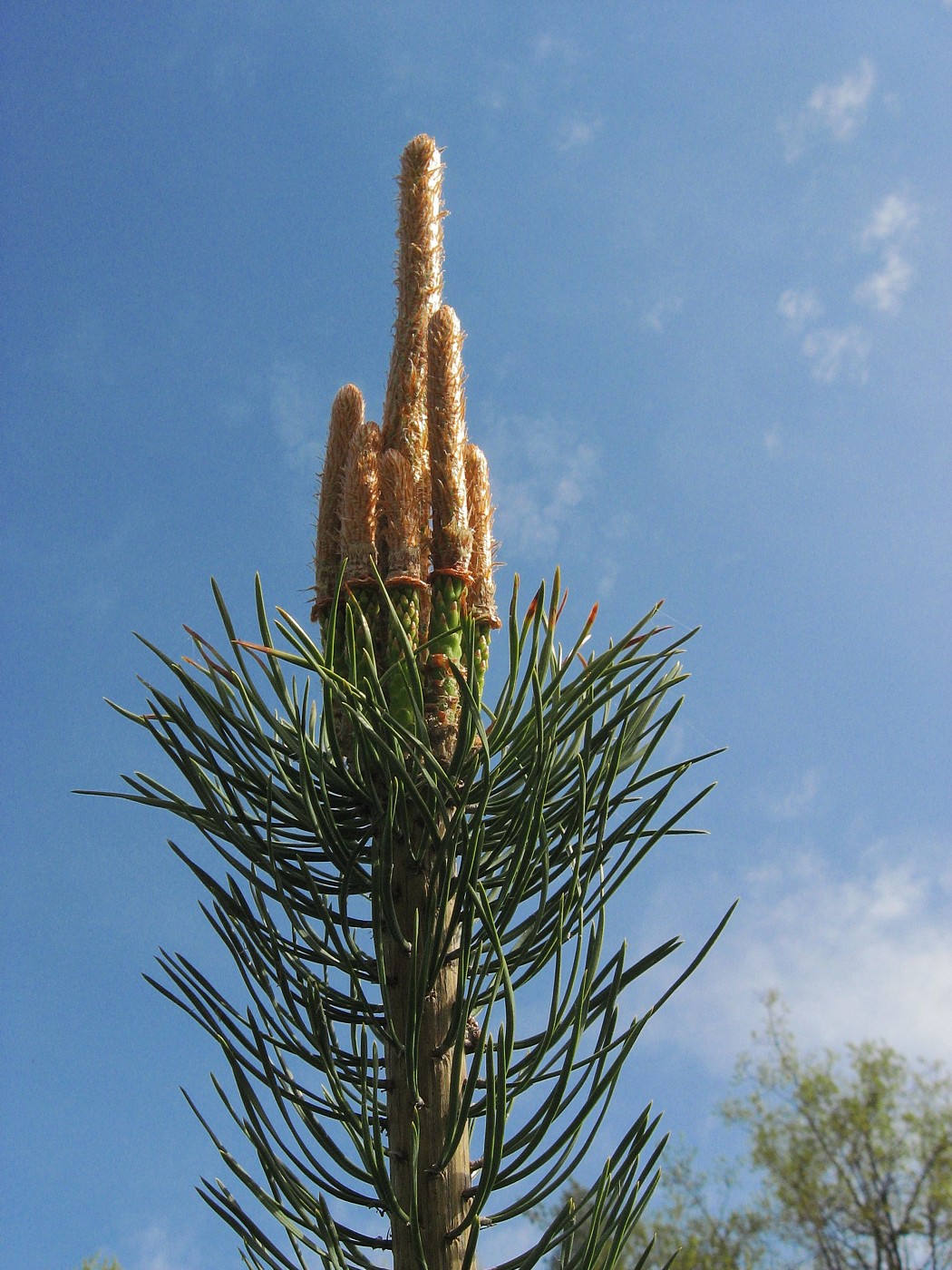 Image of Pinus sylvestris specimen.