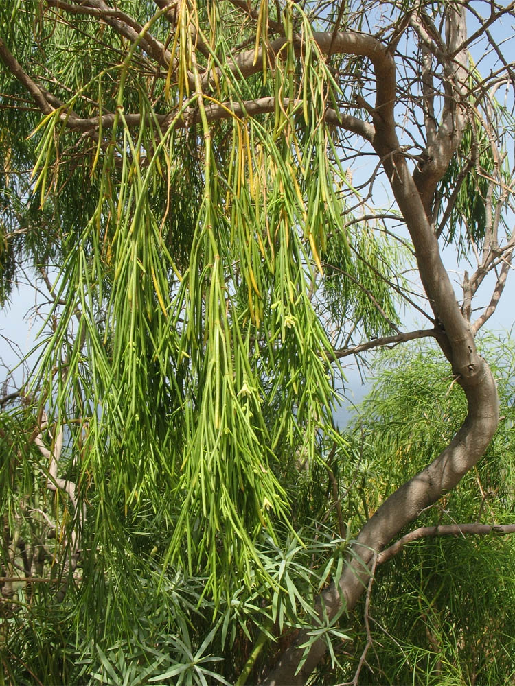 Image of Plocama pendula specimen.