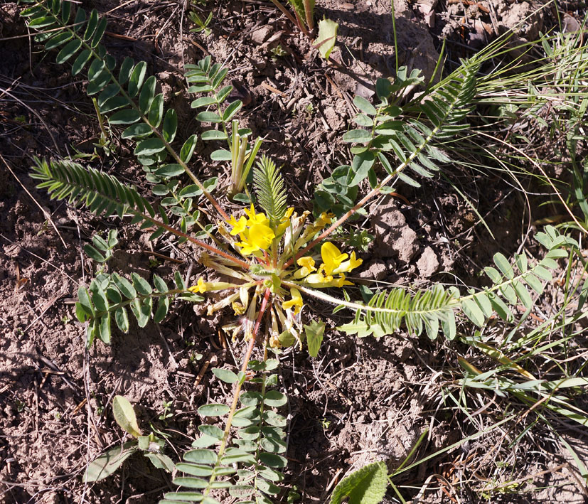 Изображение особи род Astragalus.