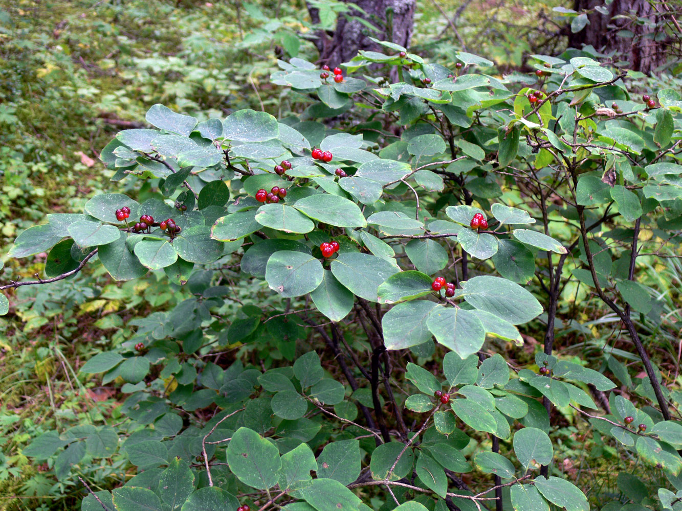 Изображение особи Lonicera xylosteum.