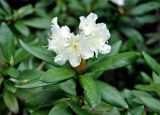 Rhododendron caucasicum. Верхушка побега с соцветием. Карачаево-Черкесия, окр. пос. Архыз, хребет Абишира-Ахуба, опушка березняка (выс. около 1700 м н.у.м.). 17.06.2015.