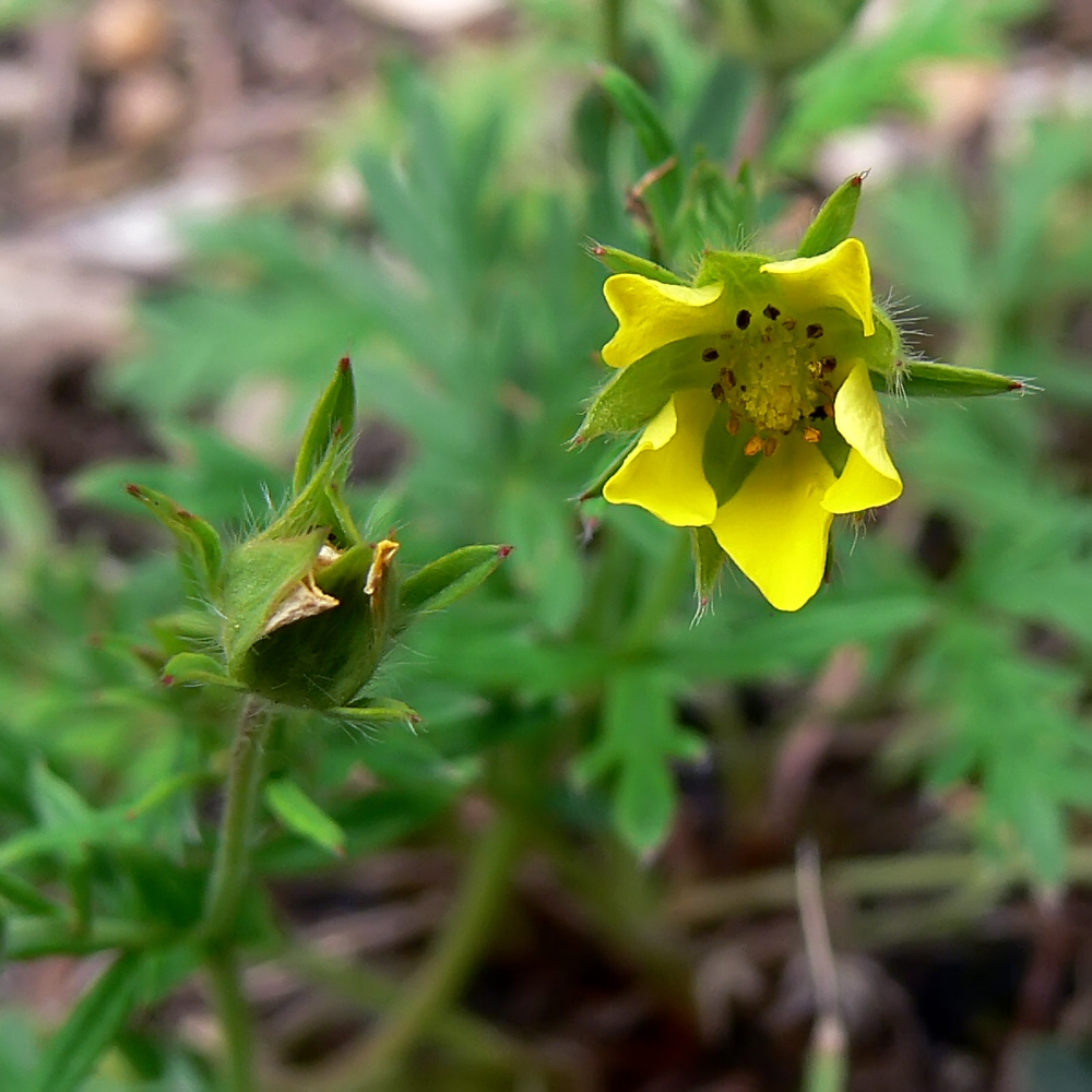 Изображение особи Potentilla argentea.