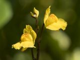 Utricularia australis