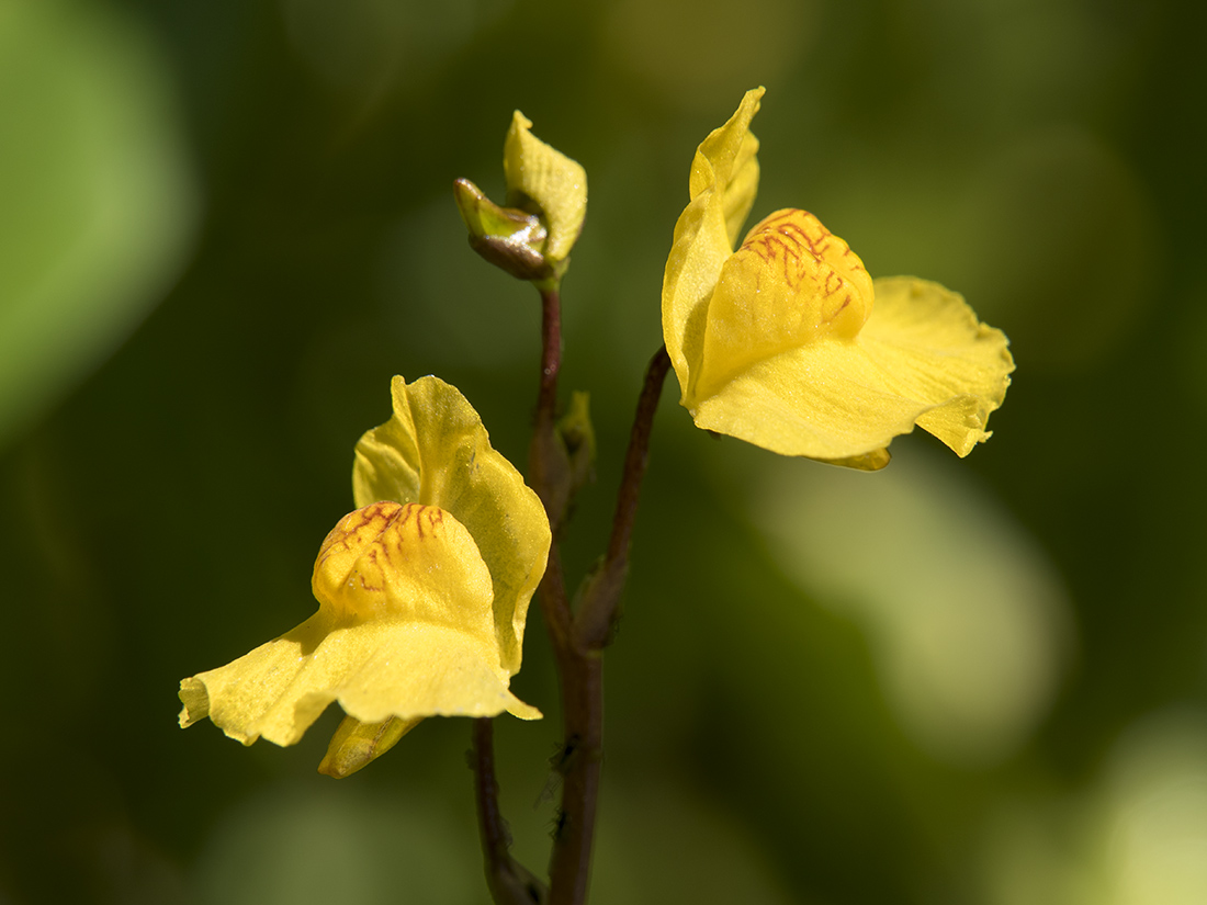 Изображение особи Utricularia australis.