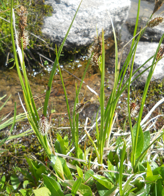 Image of genus Carex specimen.