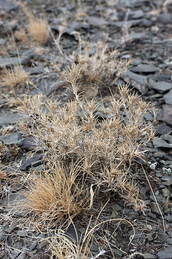 Изображение особи Rhaphidophyton regelii.