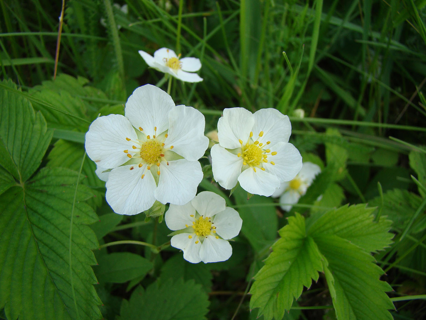 Изображение особи Fragaria viridis.