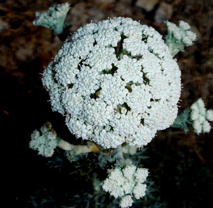 Image of Seseli ponticum specimen.
