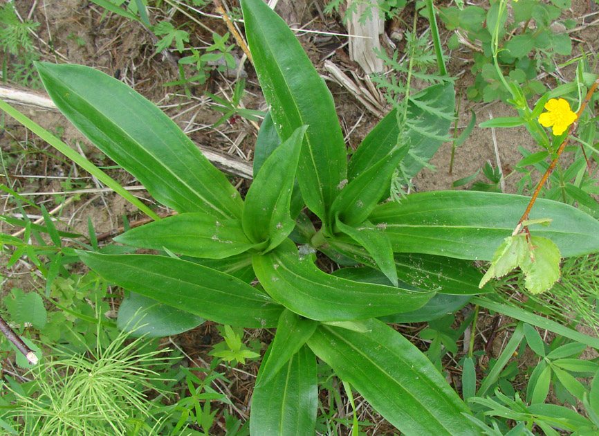 Изображение особи Gentiana macrophylla.