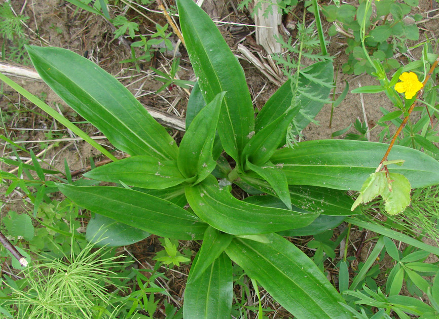 Image of Gentiana macrophylla specimen.