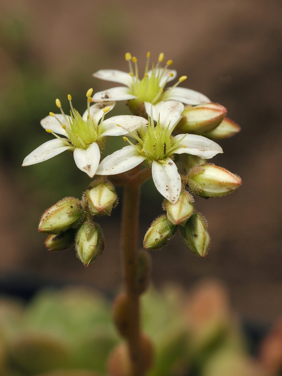 Image of Rosularia platyphylla specimen.