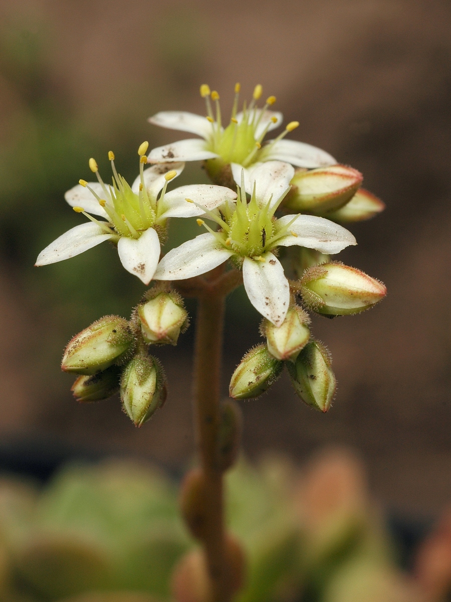 Изображение особи Rosularia platyphylla.