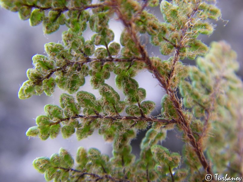 Image of Oeosporangium persicum specimen.