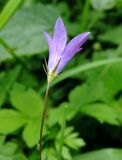 Campanula patula. Верхушка побега с цветком. Ярославская обл., северный берег Плещеева озера, луг у Варварина источника. 15.08.2015.