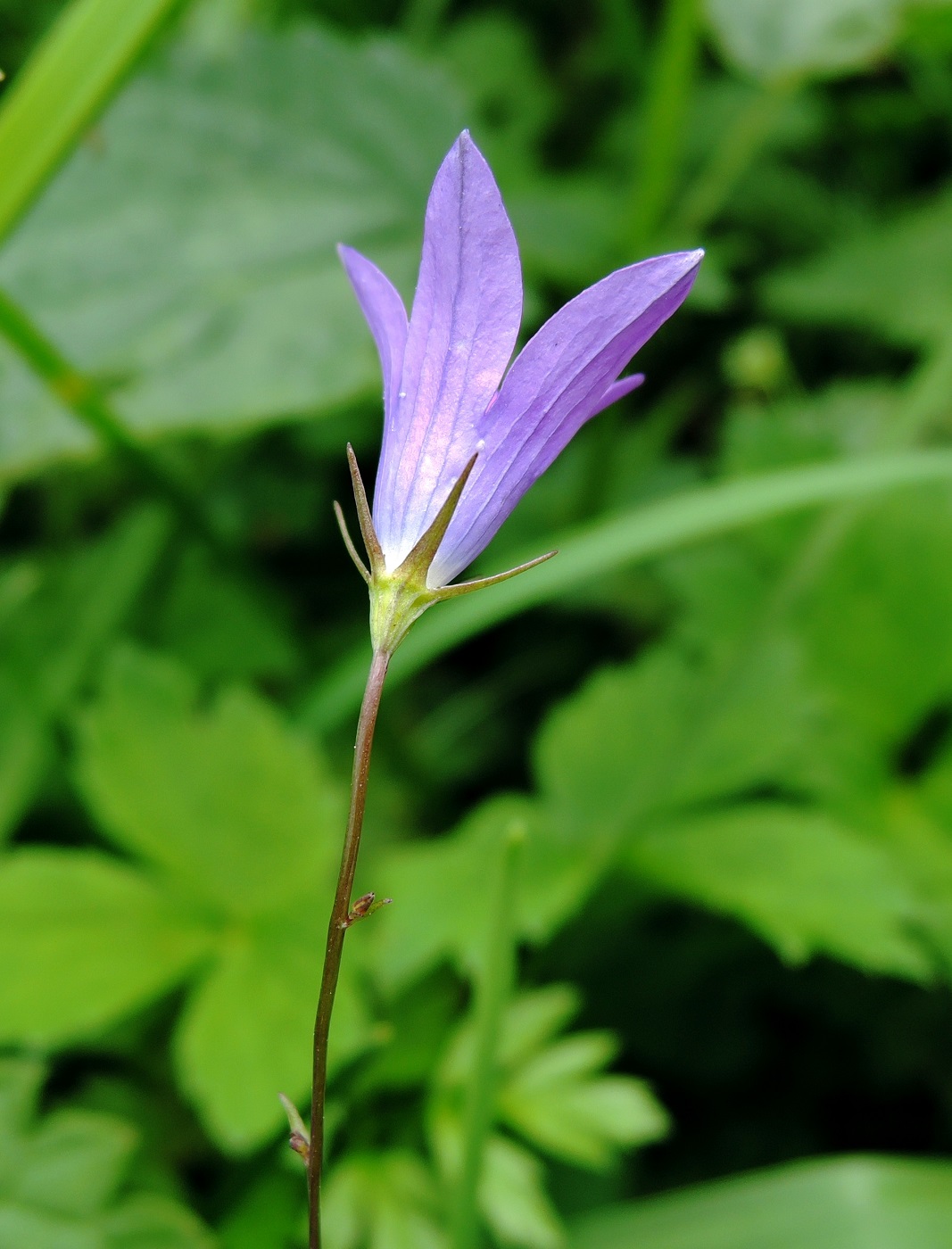 Изображение особи Campanula patula.