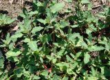 Oxybasis glauca