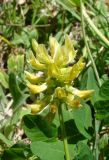 Astragalus glycyphyllos