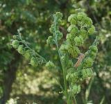 Cynoglossum viridiflorum