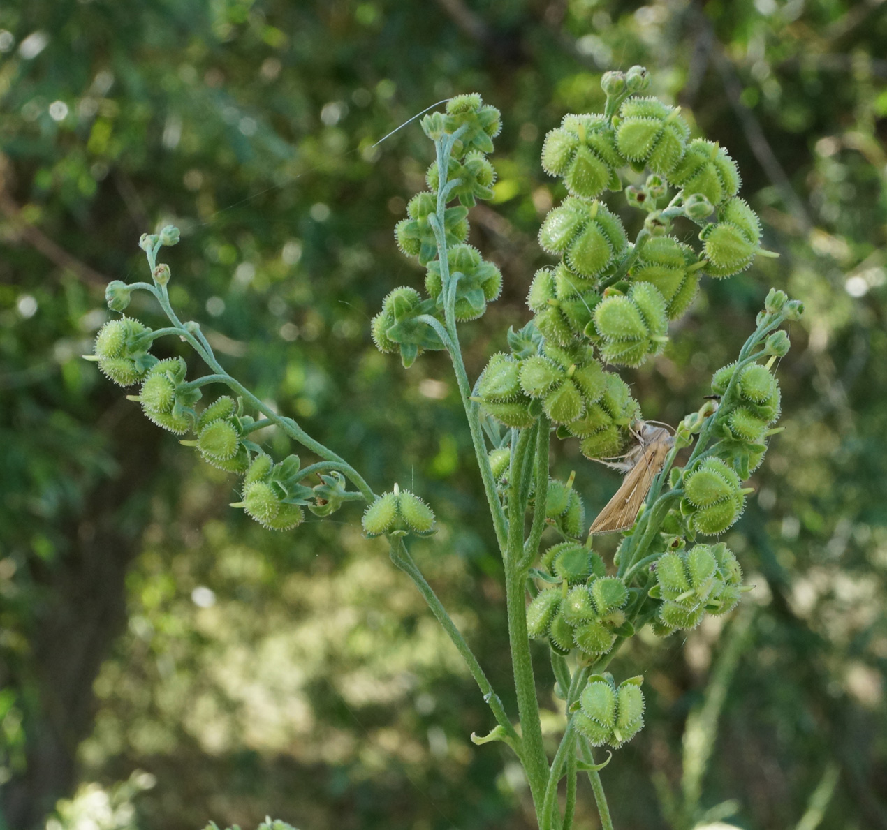Image of Cynoglossum viridiflorum specimen.