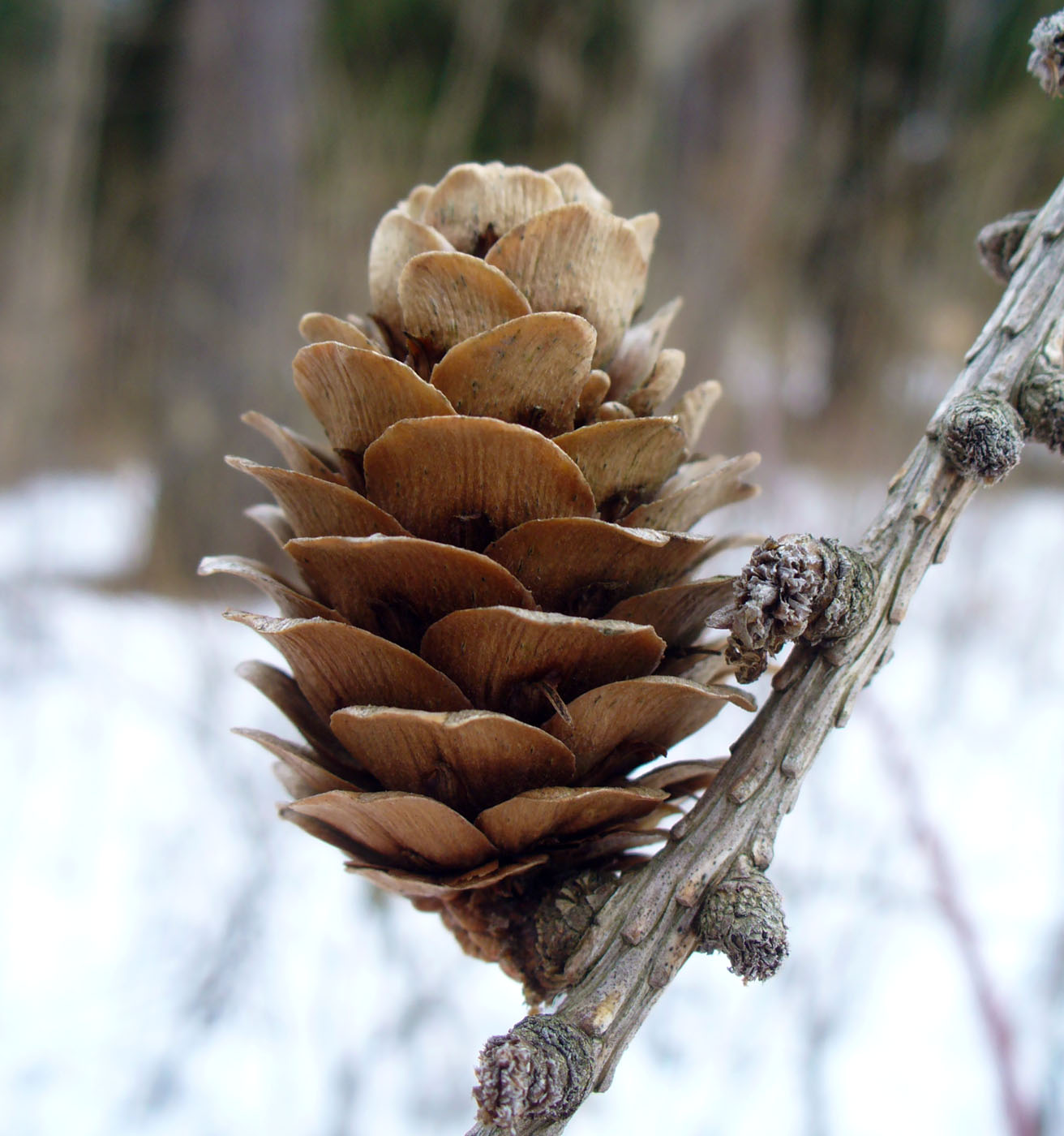 Изображение особи Larix kaempferi.