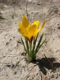 Crocus korolkowii