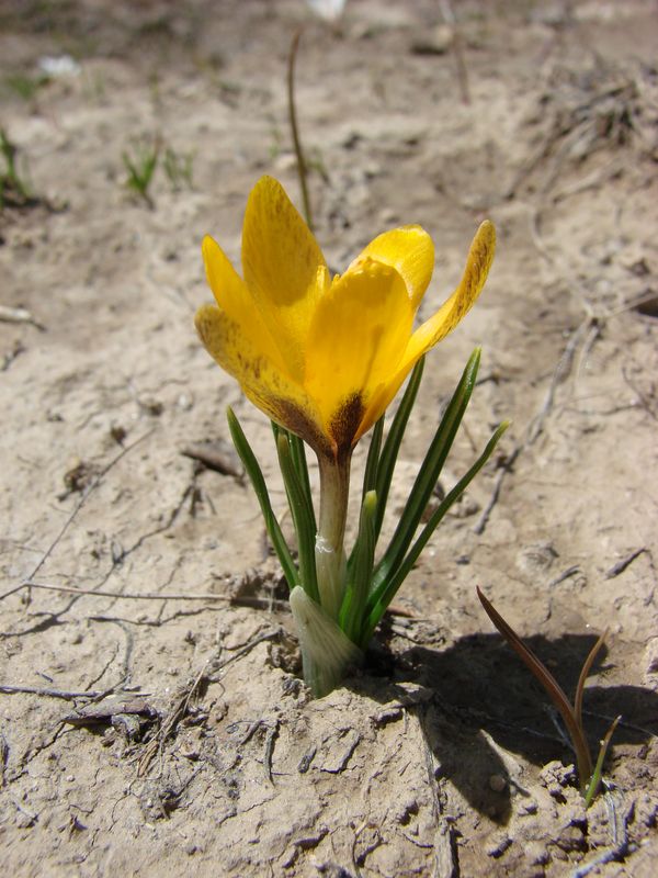 Image of Crocus korolkowii specimen.