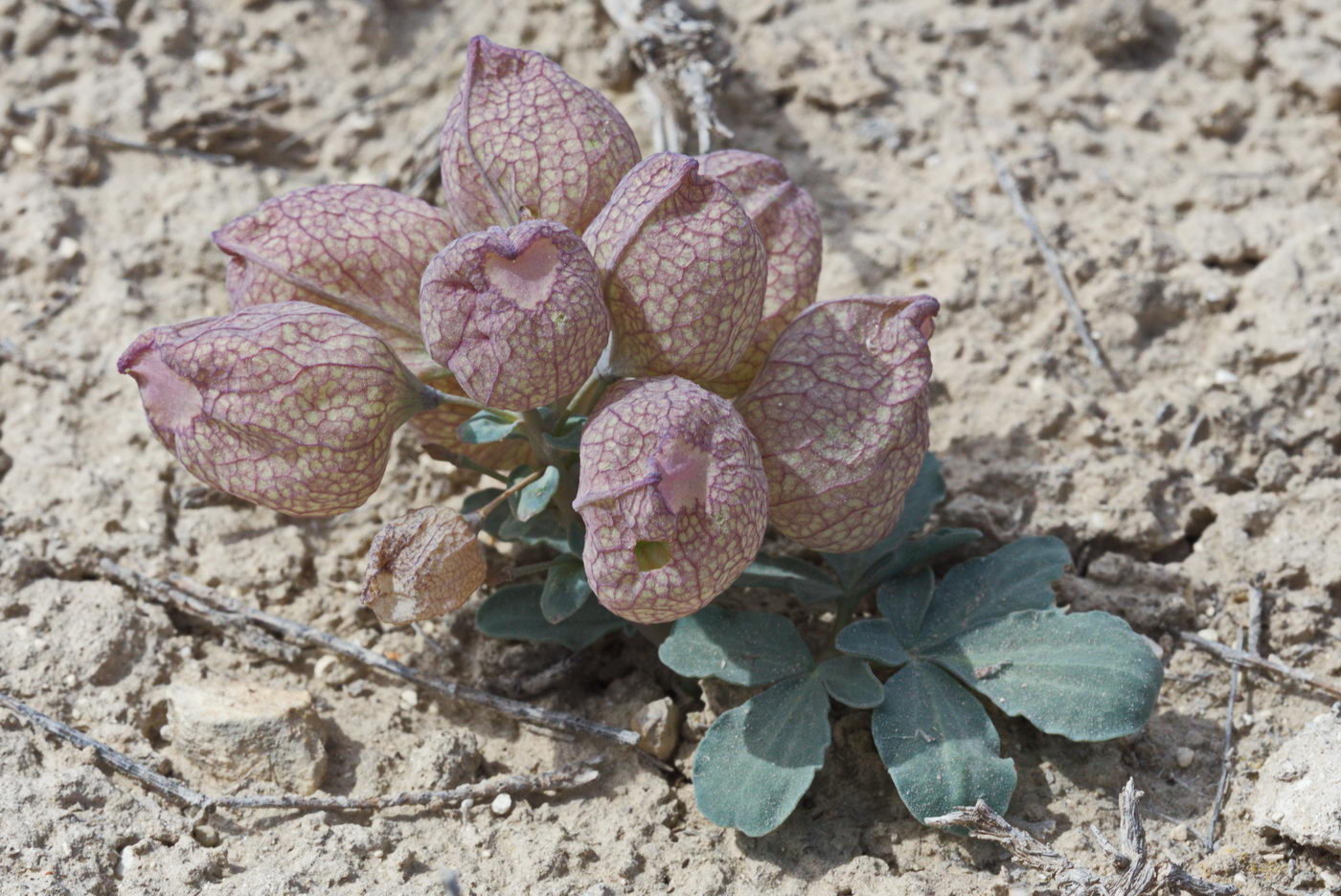 Image of Leontice incerta specimen.