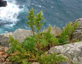 Artemisia japonica. Цветущее растение. Приморье, Хасанский р-н, п-ов Гамова, мыс Гамова, прибрежные скалы. 28.08.2015.