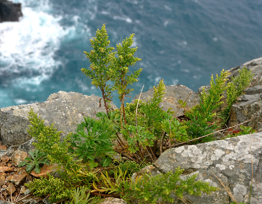 Image of Artemisia japonica specimen.