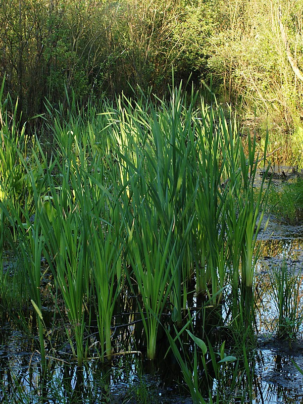 Изображение особи Typha intermedia.