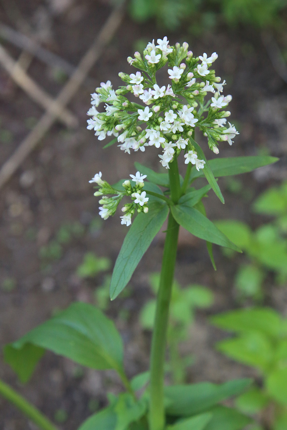 Изображение особи Valeriana ficariifolia.