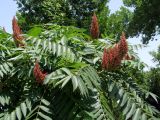 Rhus glabra