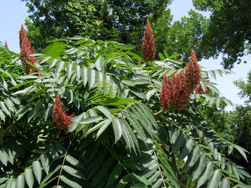 Изображение особи Rhus glabra.