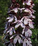 Orchis purpurea