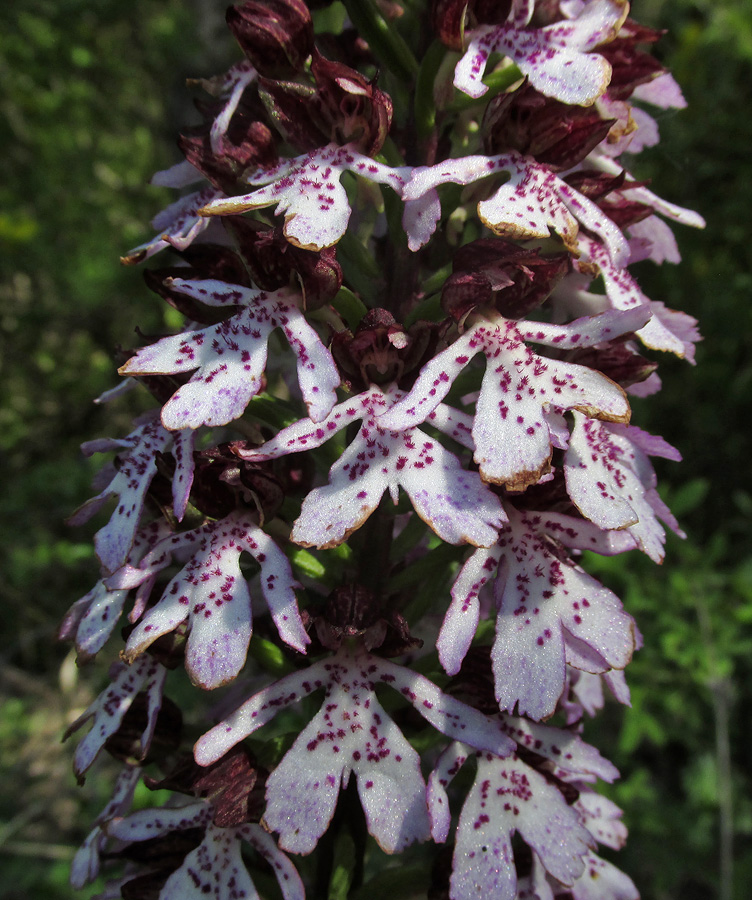 Изображение особи Orchis purpurea.