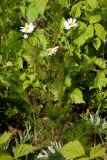 Tripleurospermum inodorum