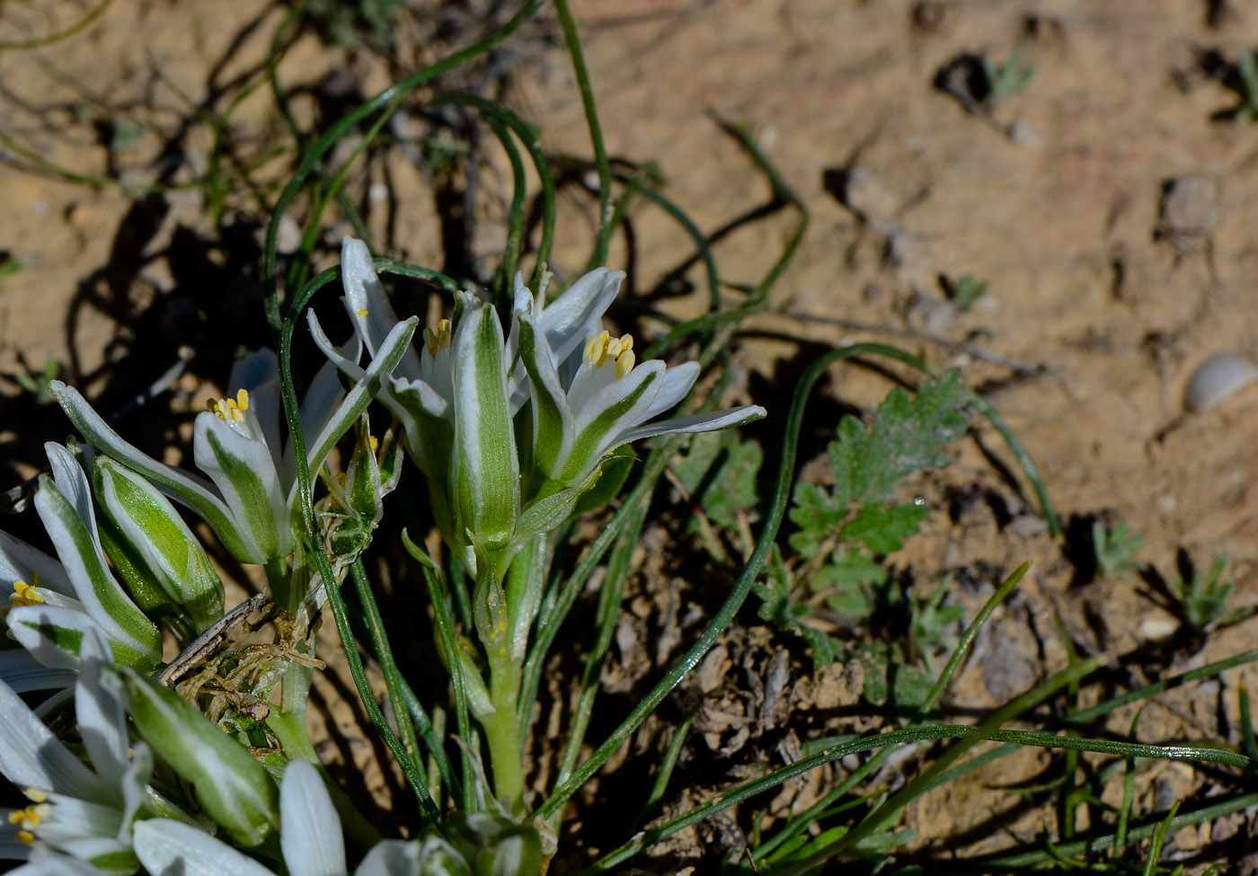 Image of Ornithogalum trichophyllum specimen.